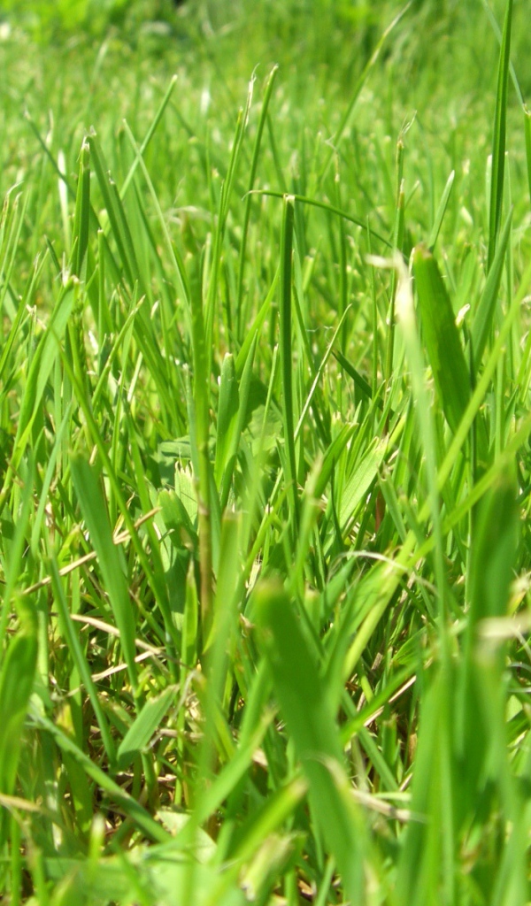 Зеленое лето