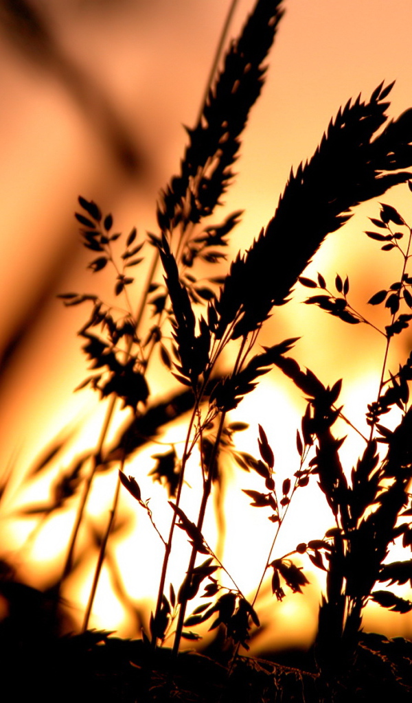 Сено в свете заката