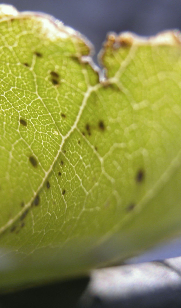 Несовершенный лист