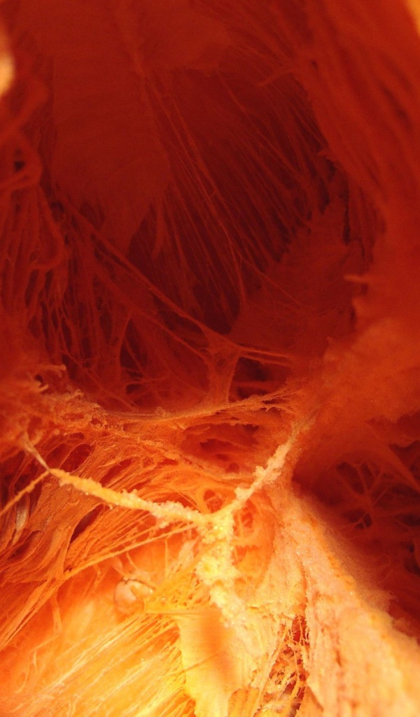 Внутренняя тыква