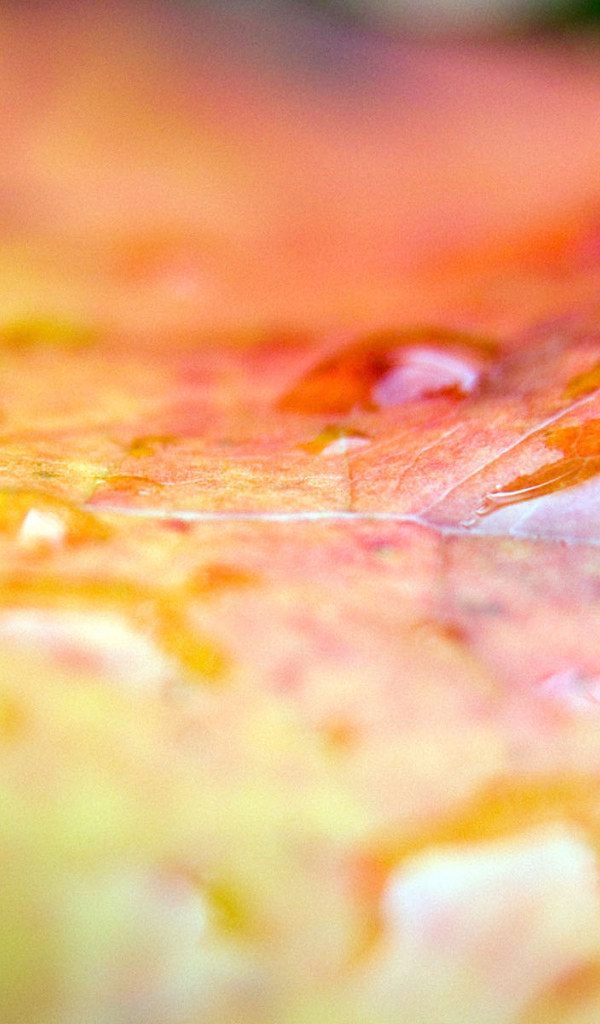 Эффекты листа