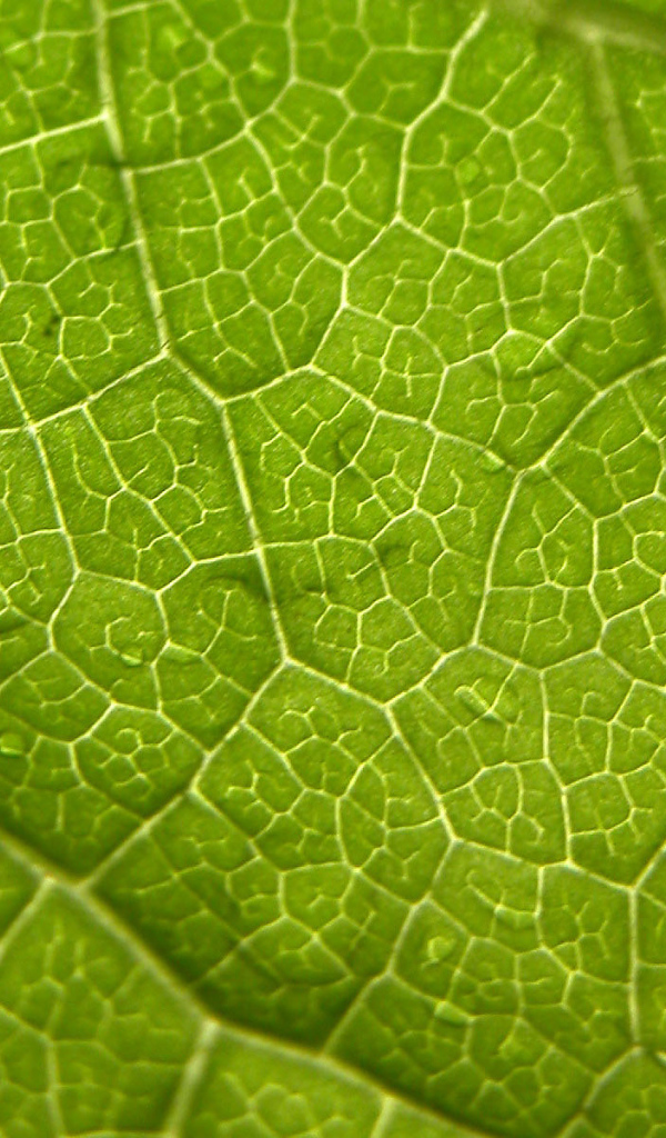 Волны листа