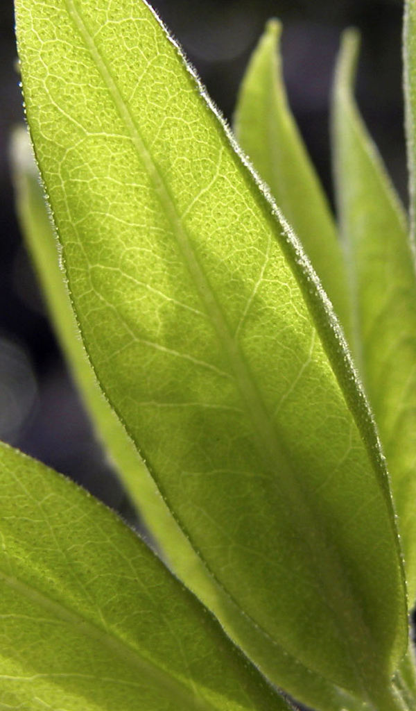 Листья в свете