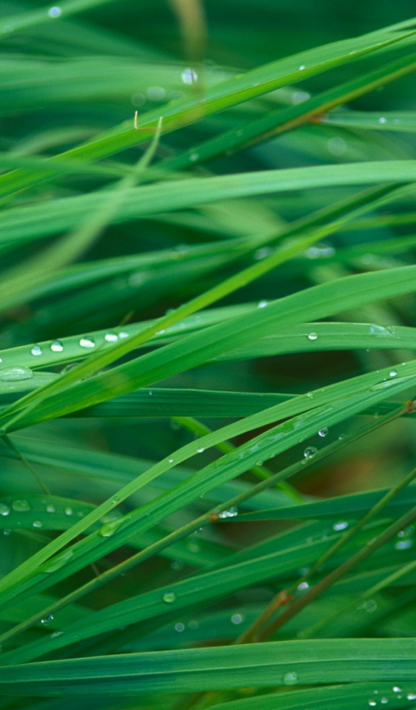 Лезвие травы леопарда