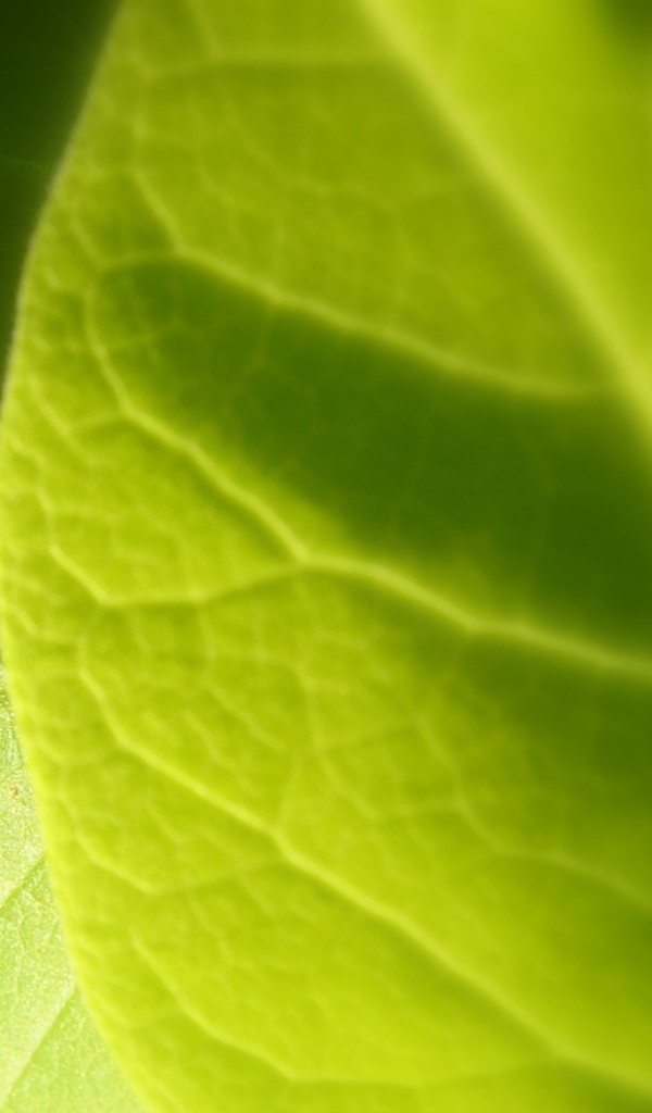 Светло-зеленый листик