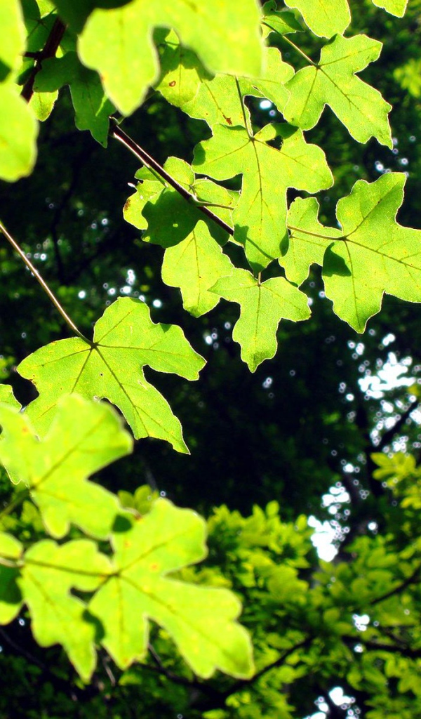 Светло-зеленые листья