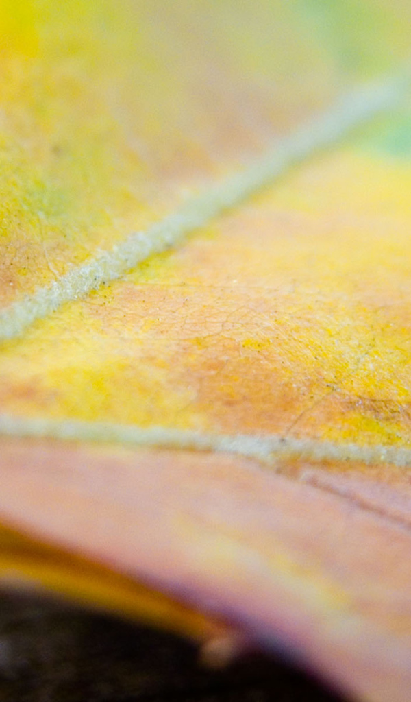 Многокрасочный лист