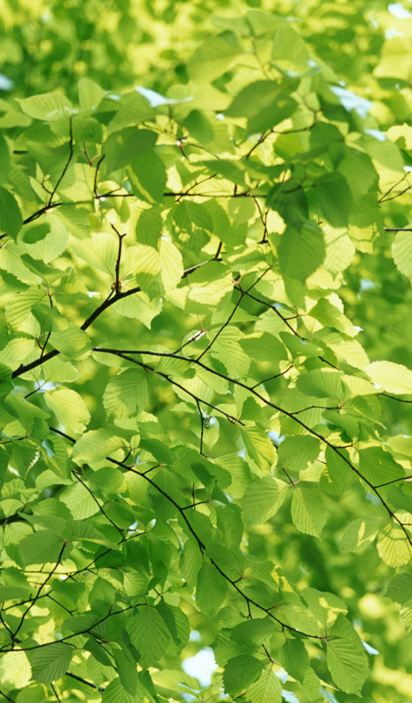 Естественный зеленый цвет природы