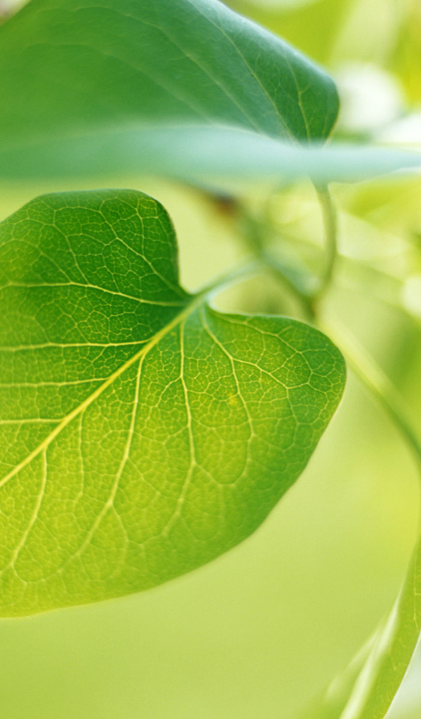 Новый зеленый лист