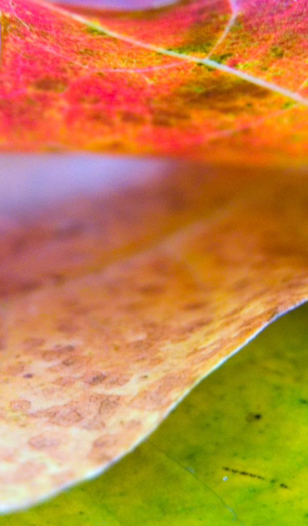 Хороший лист