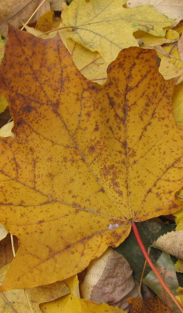 Старый Осенний лист