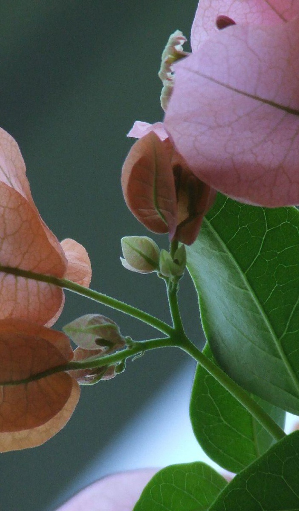 Розовый зеленый цвет