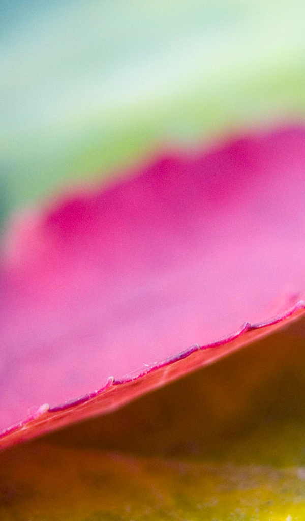 Розовый лист