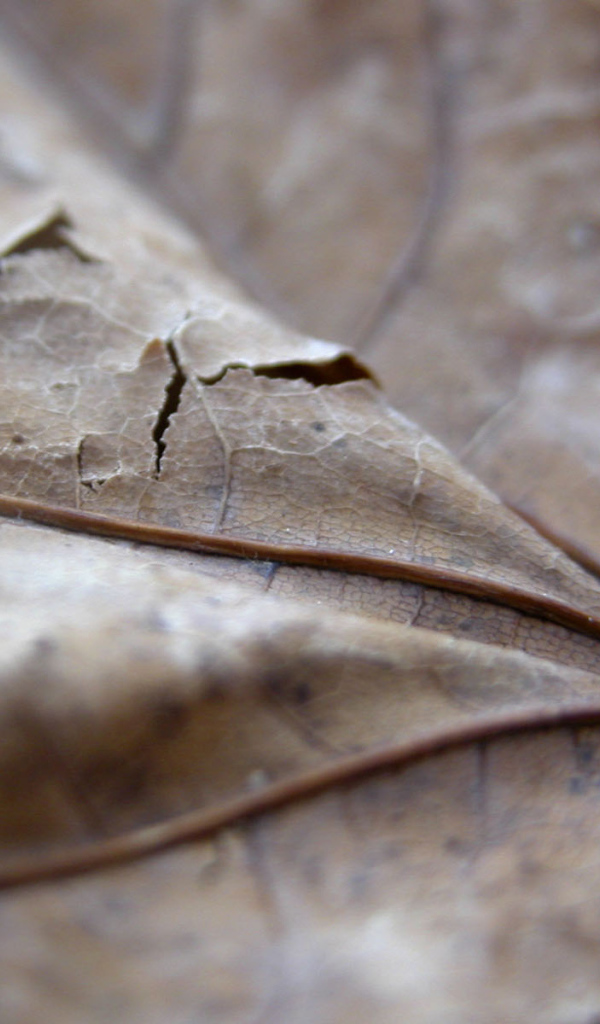 Проколотый коричневый лист