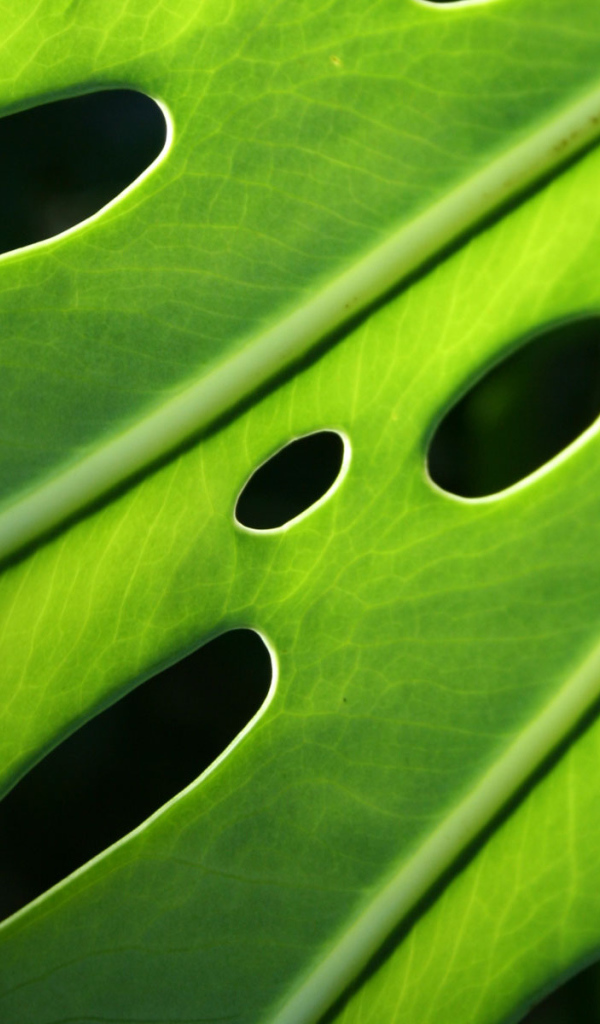 Проколотый лист