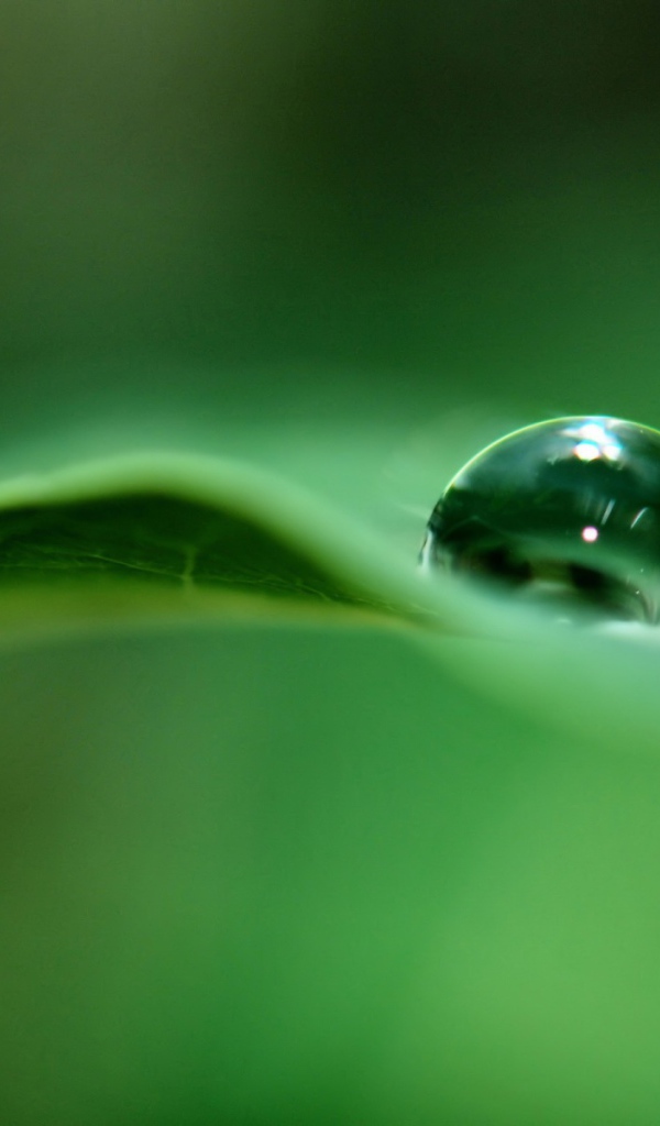 Капля дождя на листке