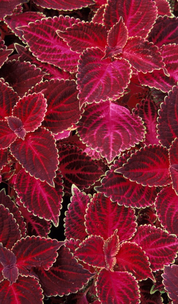 Красная крапива