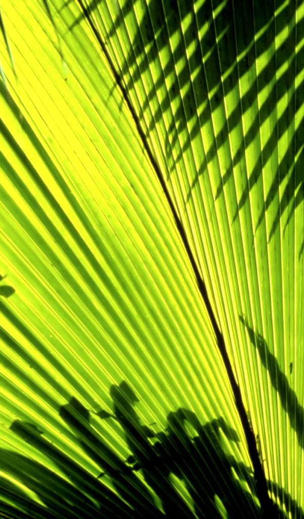 Тени листьев