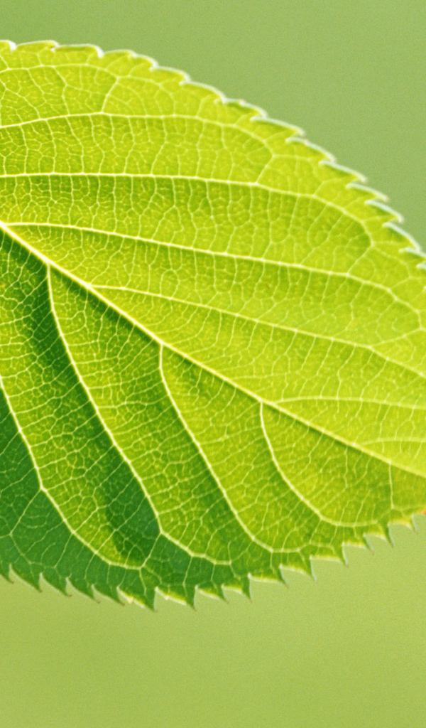 Зеленая весна