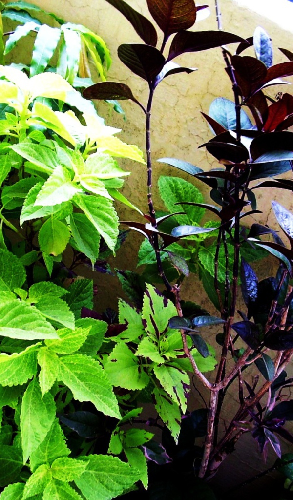 Три растения