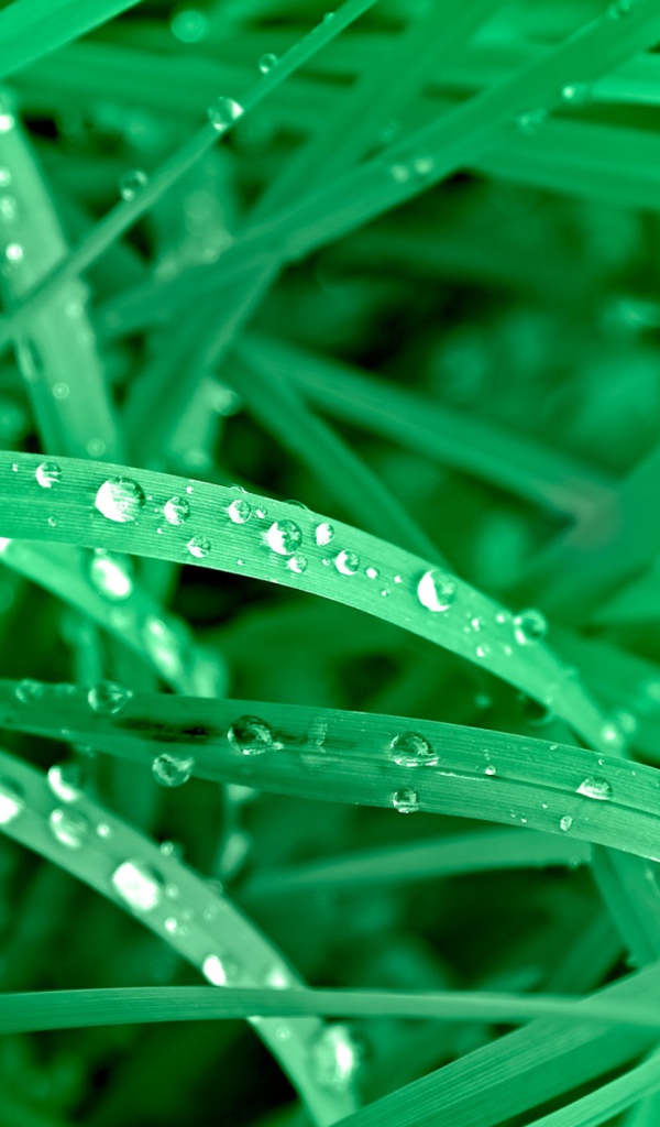 Яркие зеленые листья