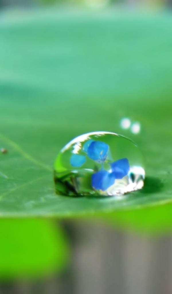 Водяная капелька на зеленом листе