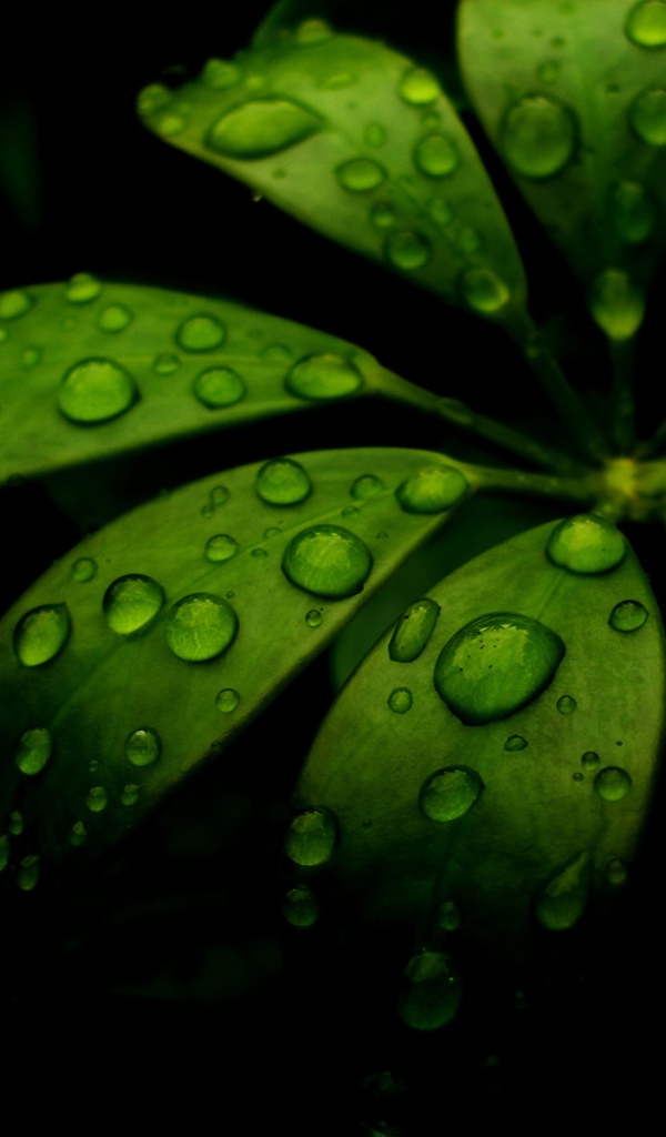 Вода на моих листьях