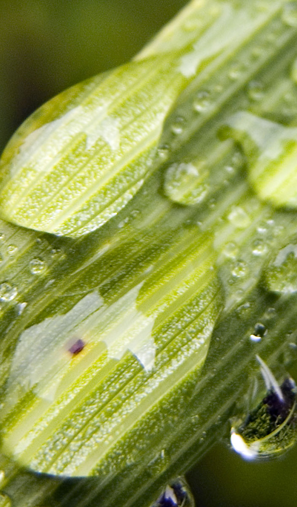 Вода на растениях