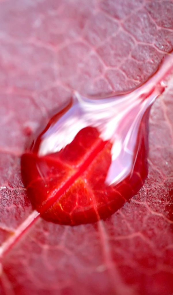 Вода на красном листе