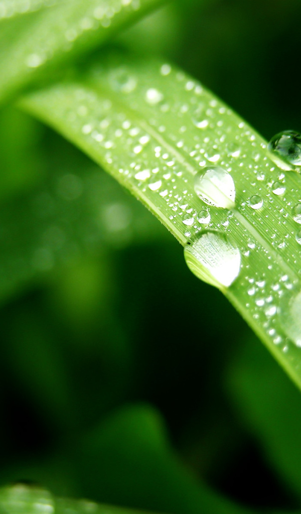 Влажный лист