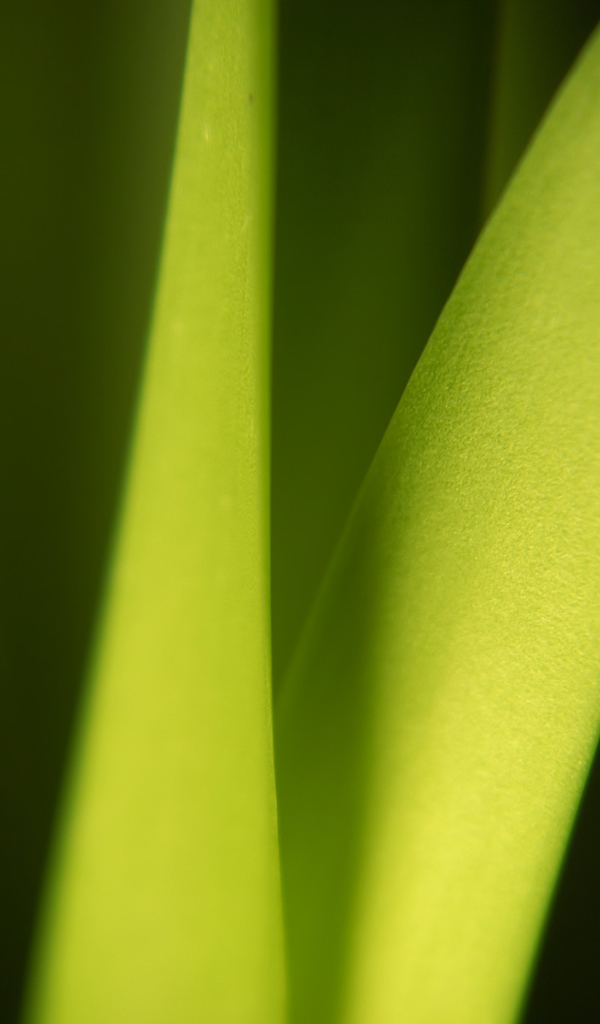 Широкий Светло-зеленый лист