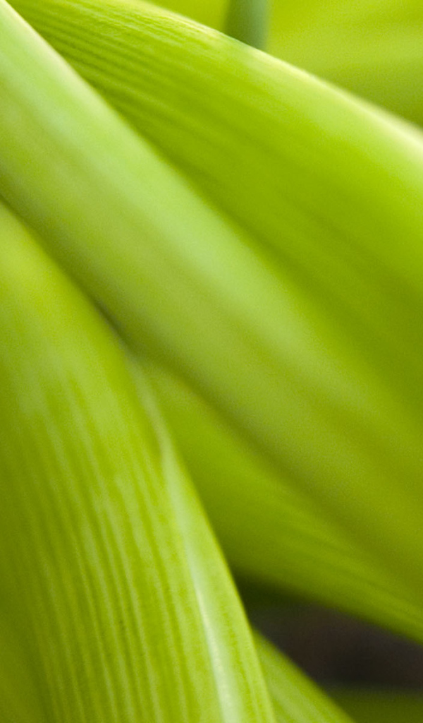 Широкие Светло-зеленые листья