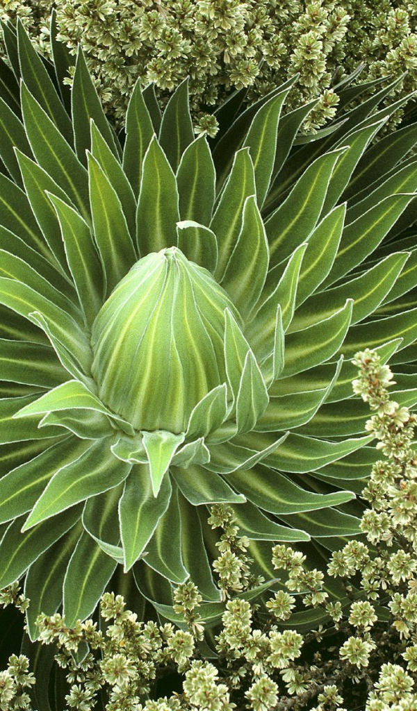 Дикое сочное растение