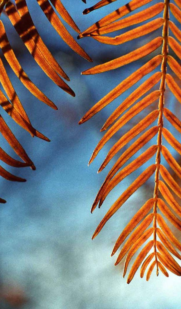 Осенние листья на ветру