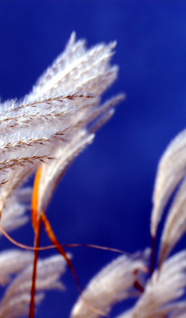 Прикасновение ветра