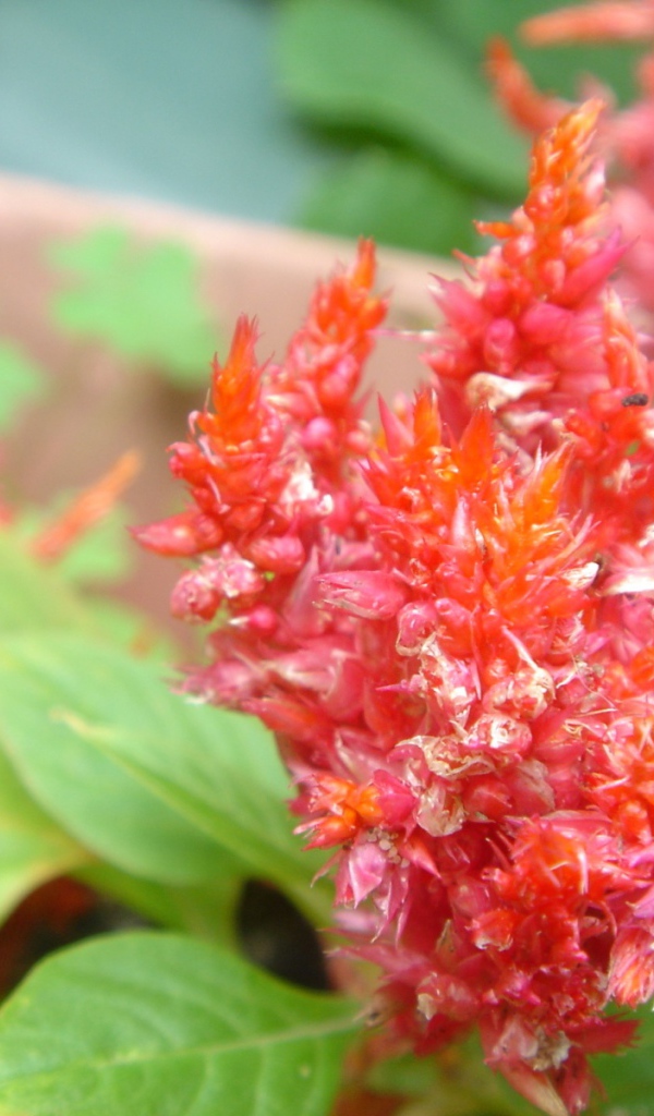 красный цветок