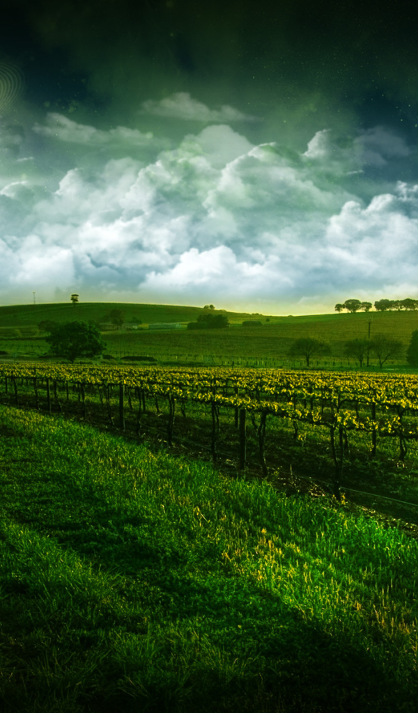 Виноградник