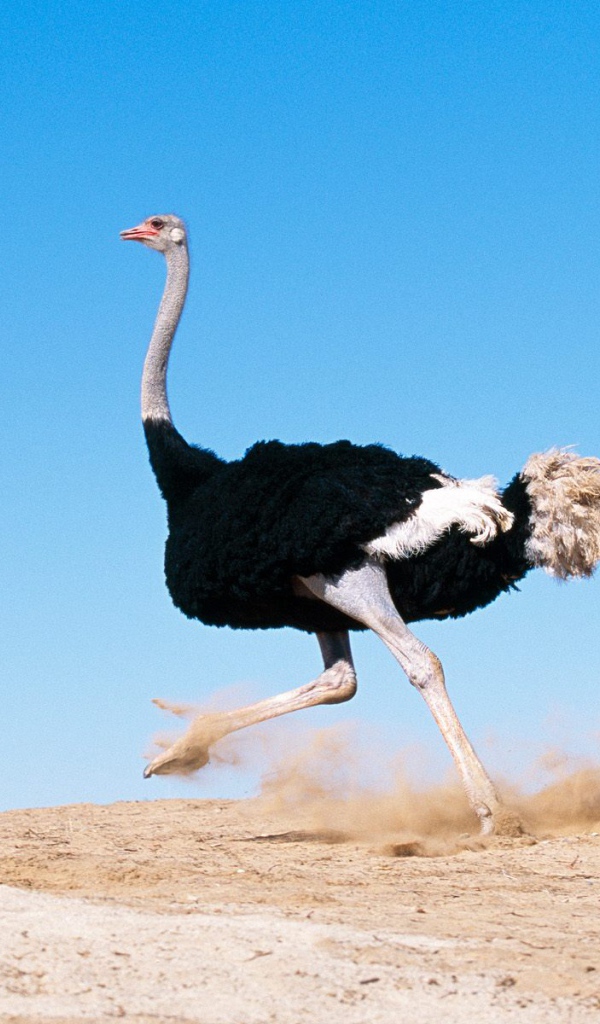 Черный Крылатый Страус / Африка