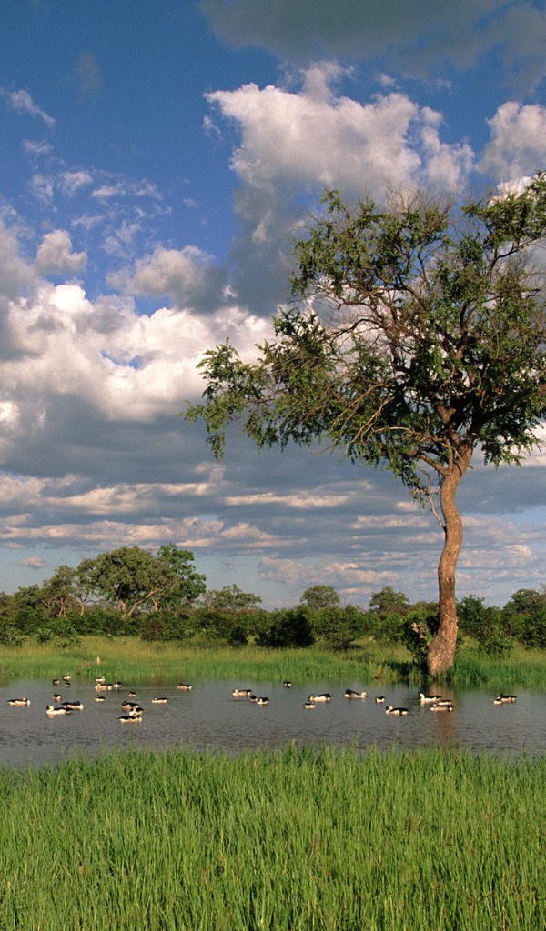 Comb Ducks on Lake / Savute Chobe National Park / Botswana / Africa