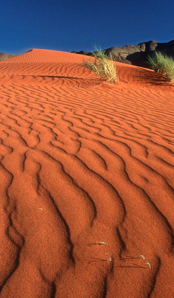 Следы на Дюне / Заповедник Рэнда Namib / Намибия / Африка