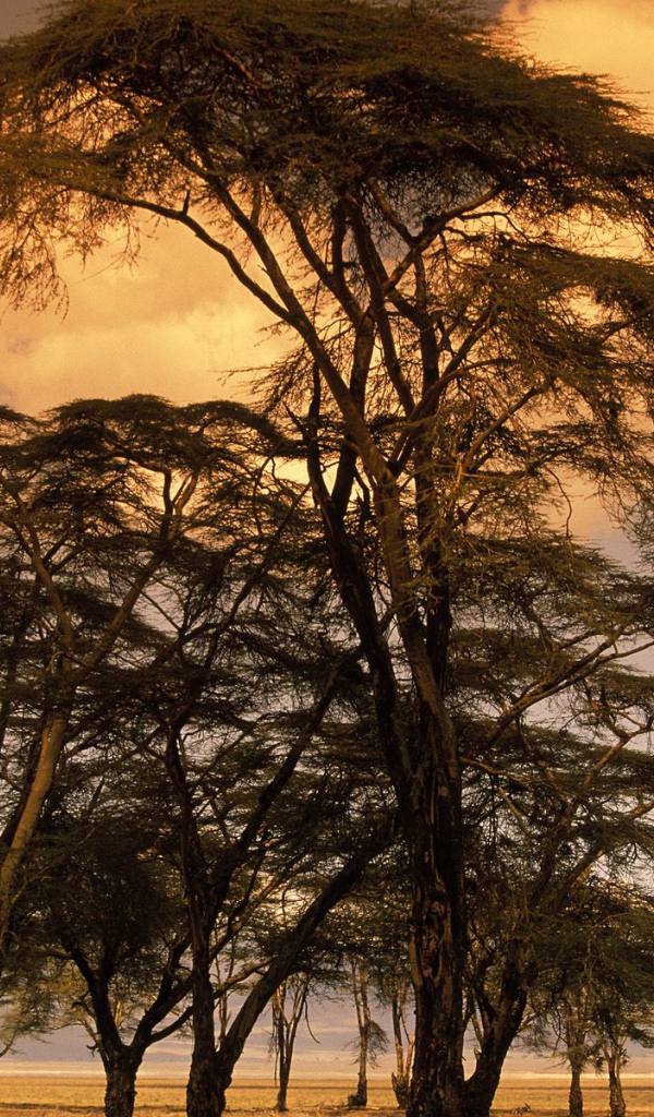 Деревья Лихорадки на Закате / Африка