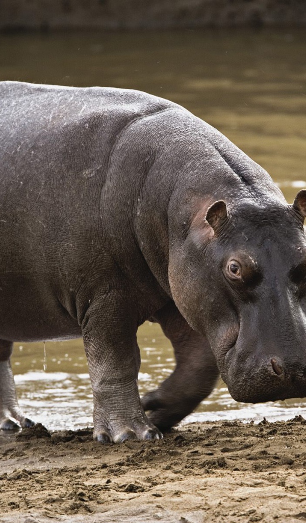Гиппопотам / Masai Mara / Кения / Африка