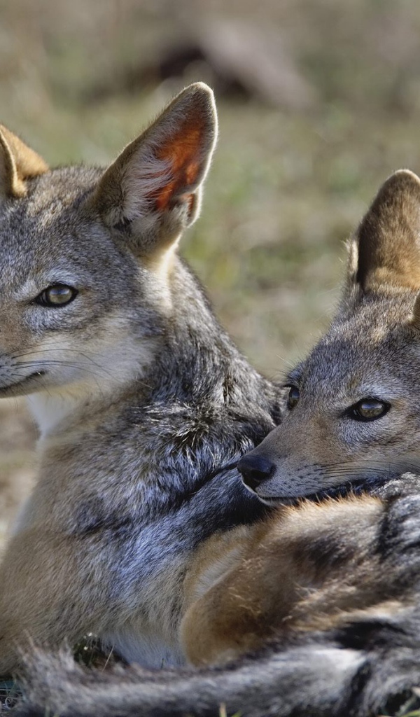 Шакалы / Кения / Африка