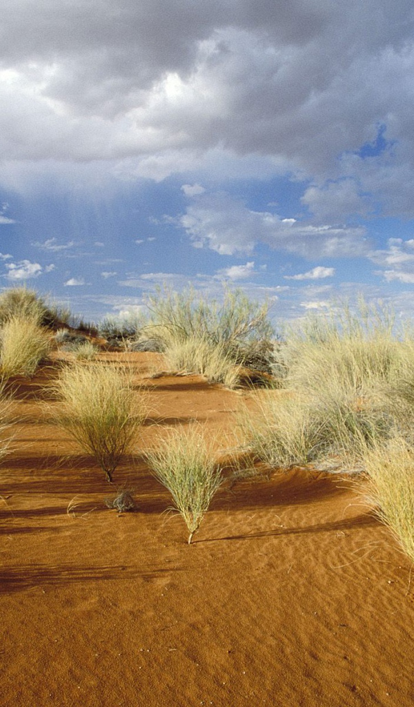 Kgalagadi Зарубежный Парк / Южная Африка