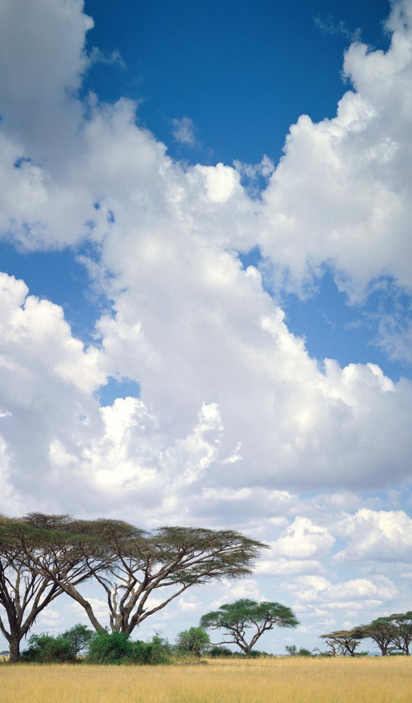 Masai Mara / Кения / Африка