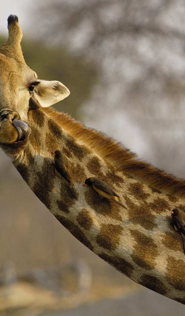 Любопытный Жираф / Африка