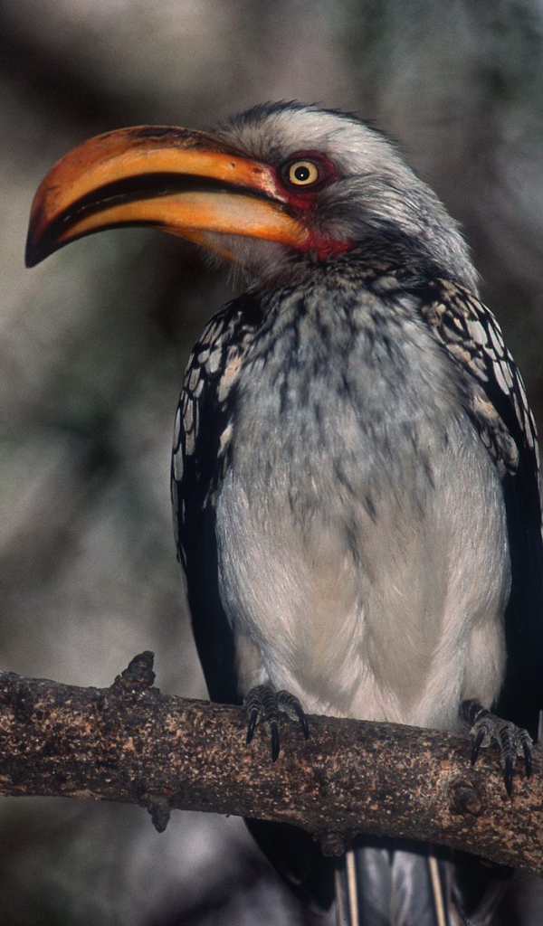Proud Hornbill / Kruger Park / South Africa
