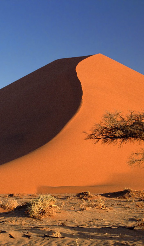 Дюны и Дерево Акации / Пустыня Намиб / Намибия / Африка