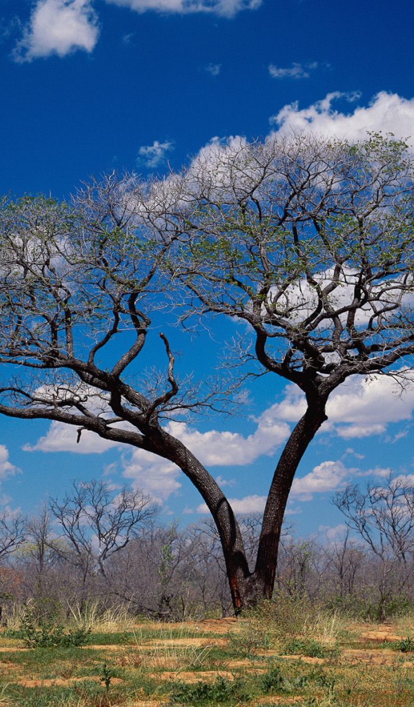 Шакаве / Ботсвана / Африка