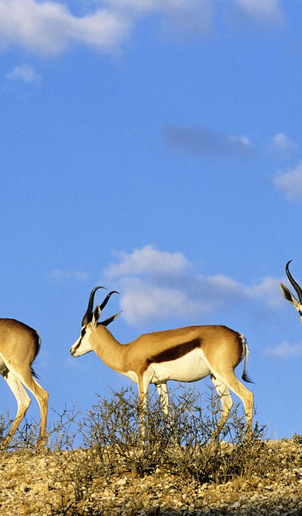 Шпрингбоки / Kgalagadi  Парк / Калахари / Африка